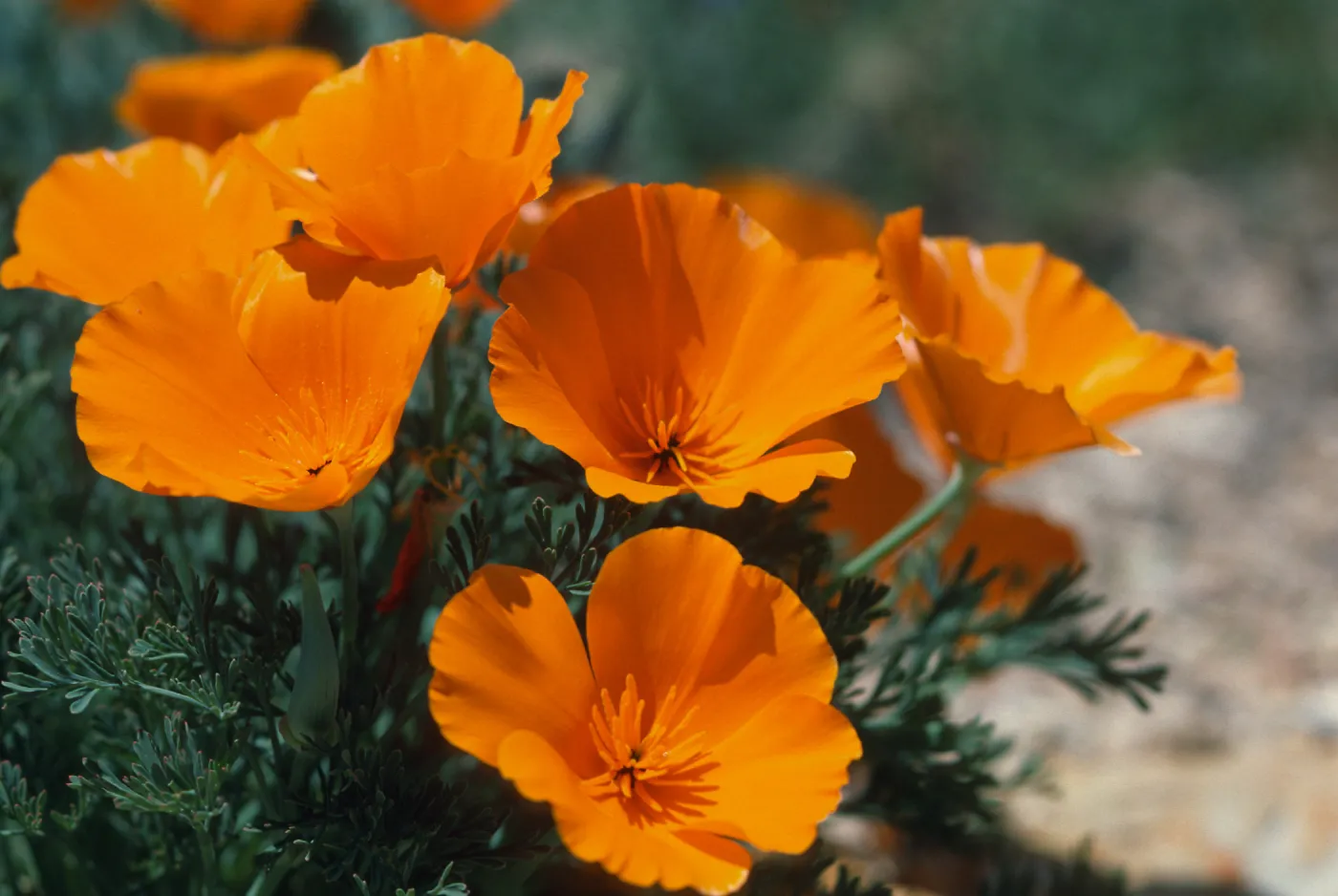 Figueroa Mountain (California Poppy)