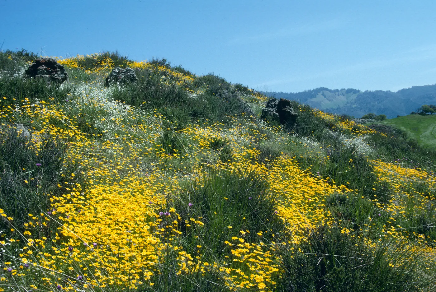 Figueroa Mountain