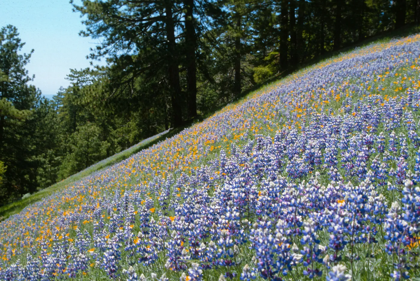 Figueroa Lupine and California Poppy