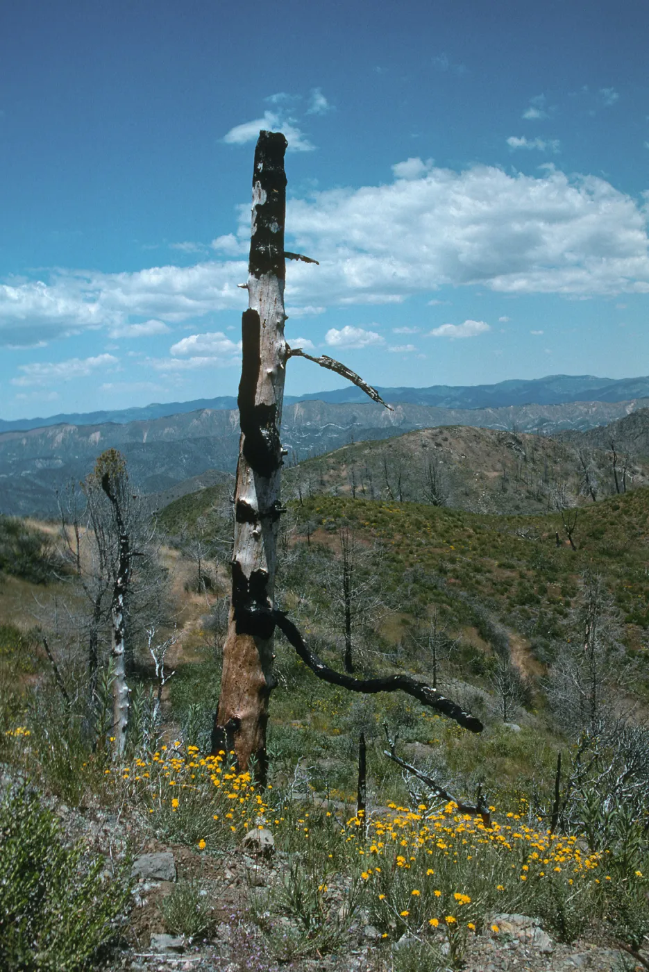 trail to old mine, East Pinery, Figueroa Mountain