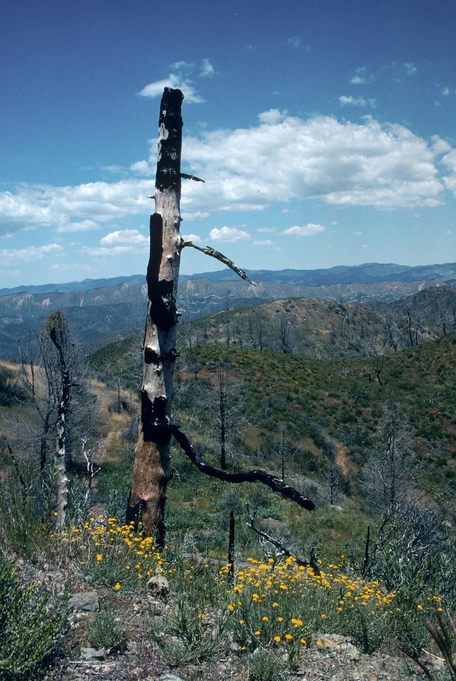 trail to old mine, East Pinery, Figueroa area
