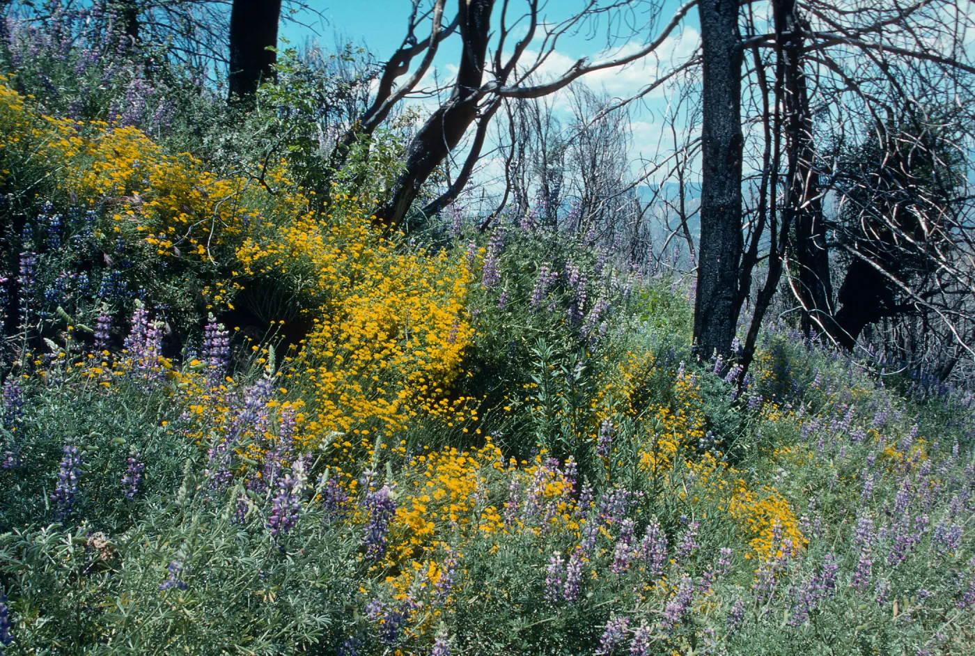trail to old mine, East Pinery, Figueroa area