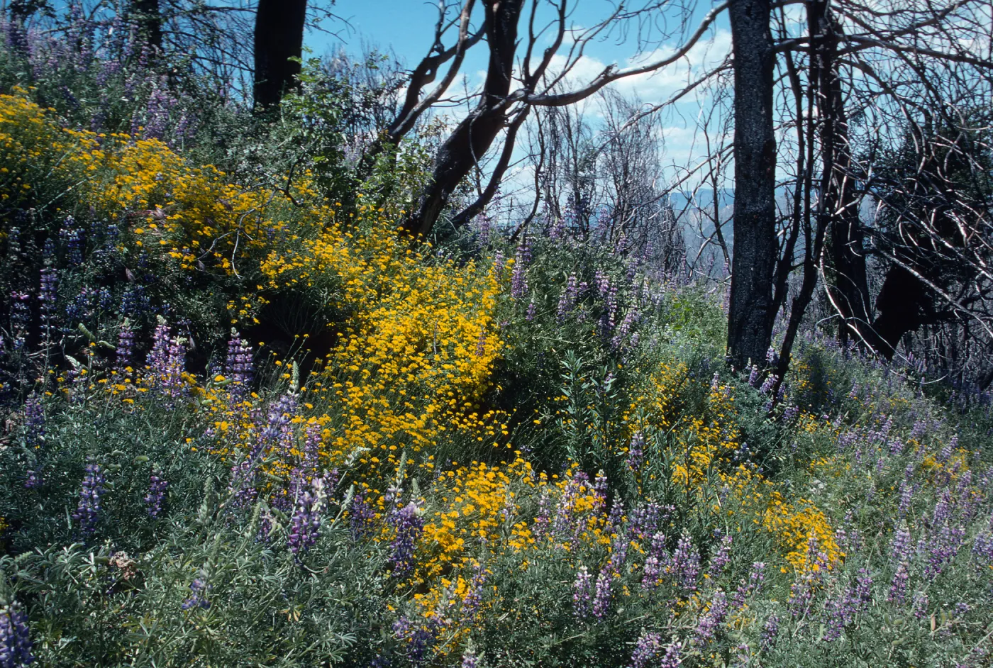 trail to old mine, East Pinery, Figueroa Mountain area