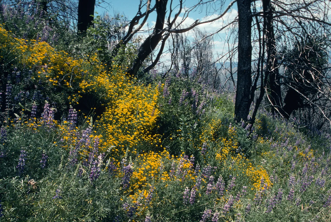 trail to old mine, East Pinery, Figueroa Mountain area