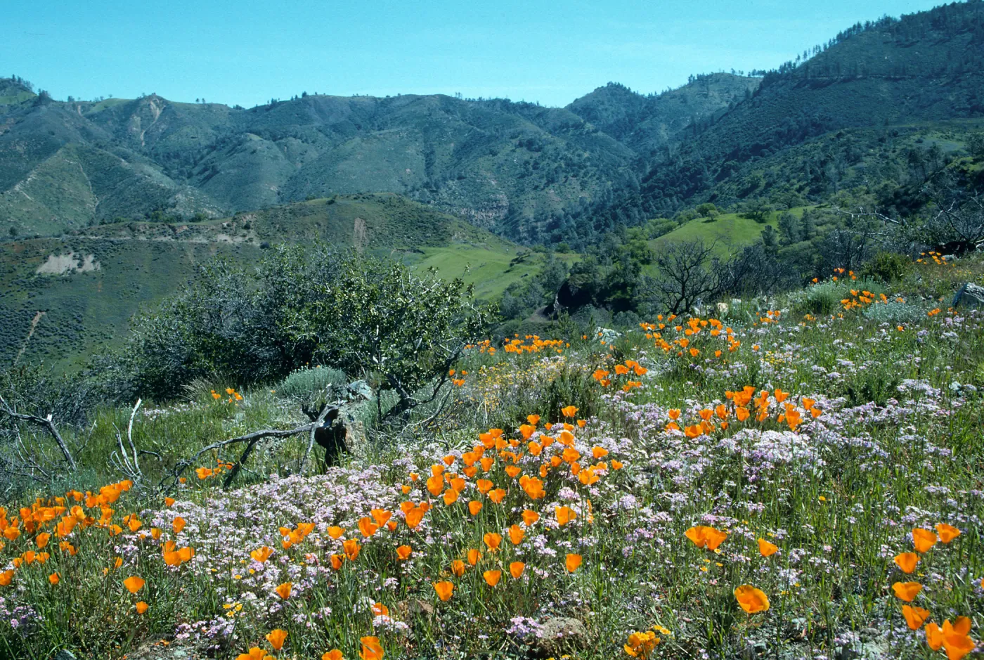 Figueroa Mountain