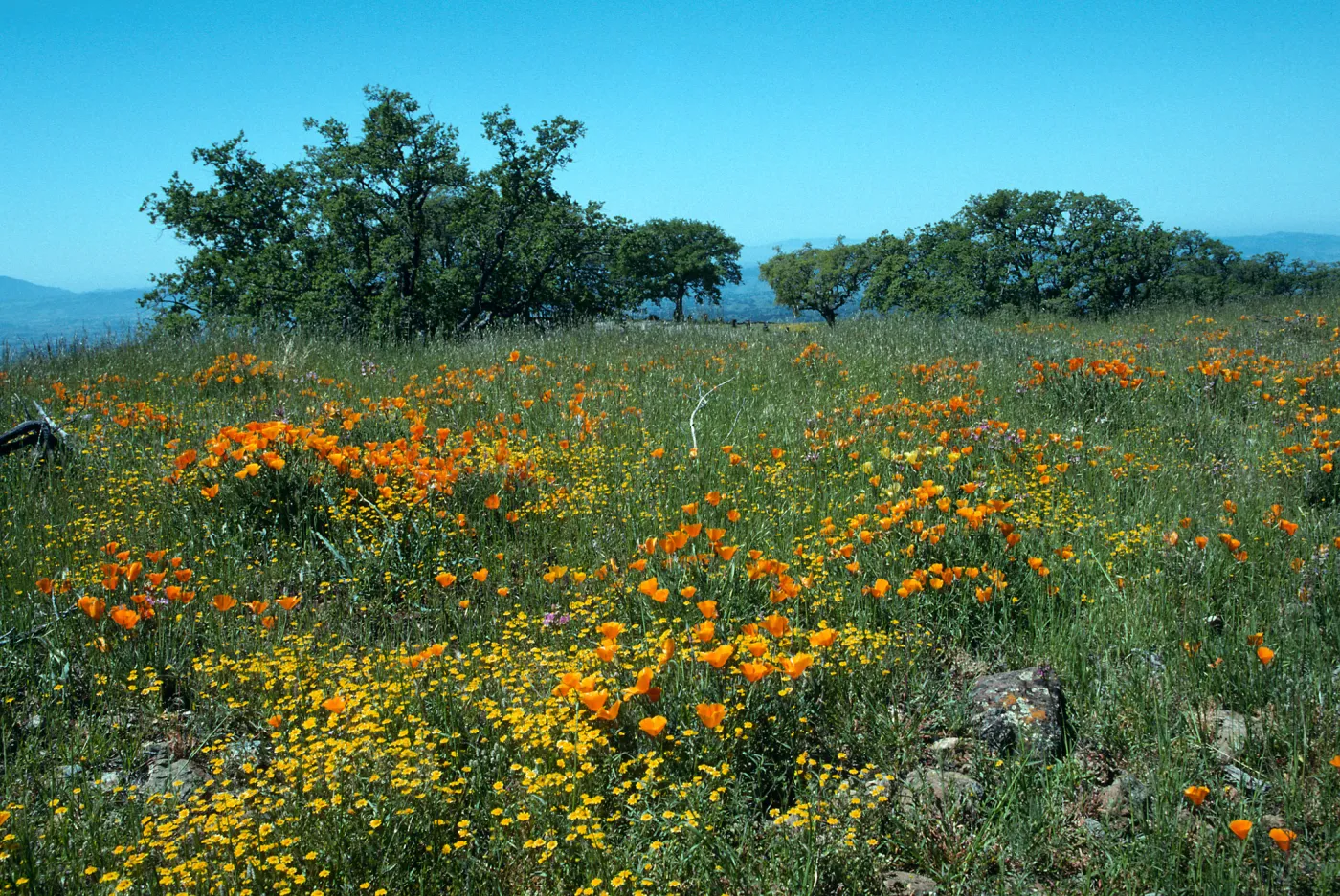 Figueroa Mountain