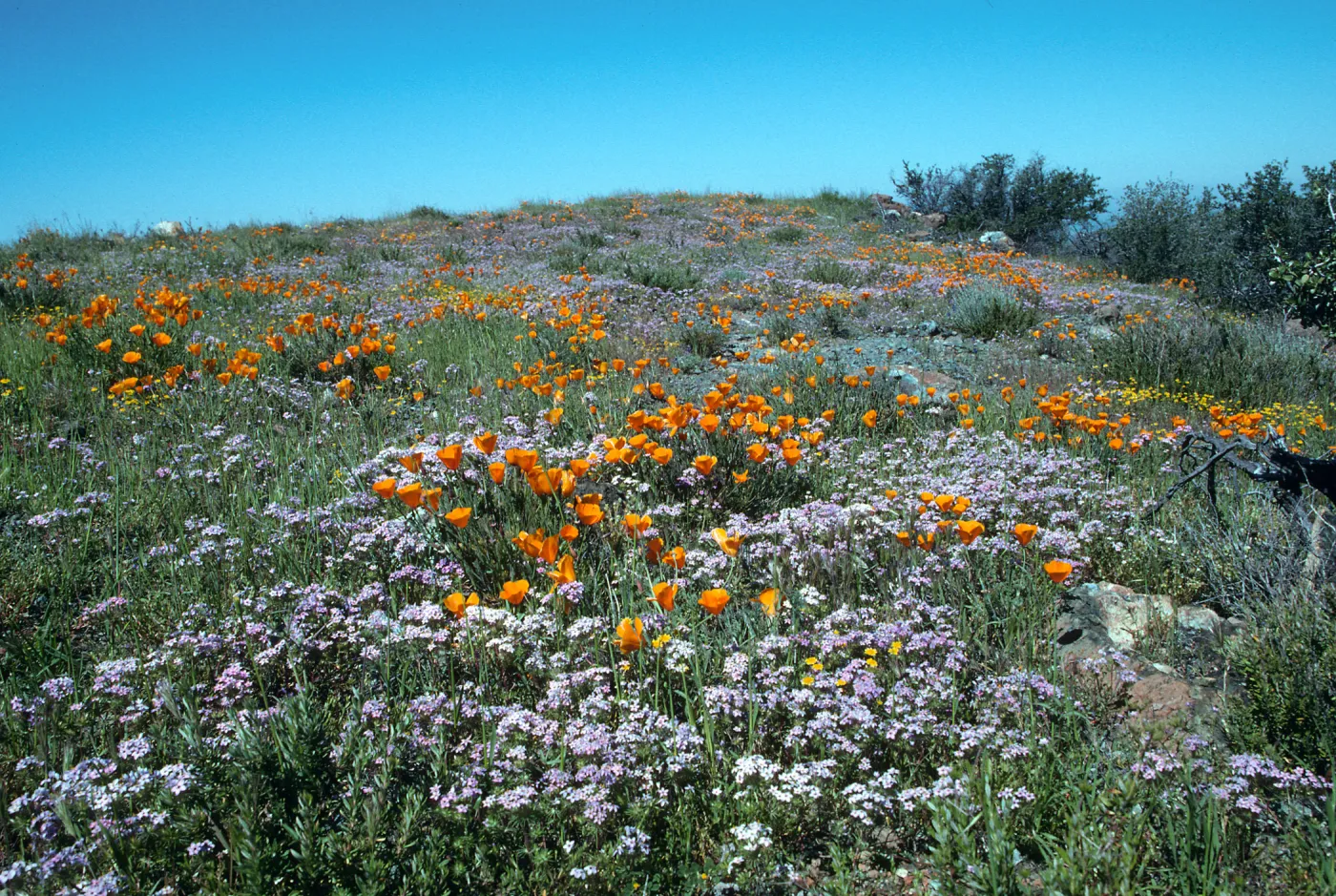 Figueroa Mountain