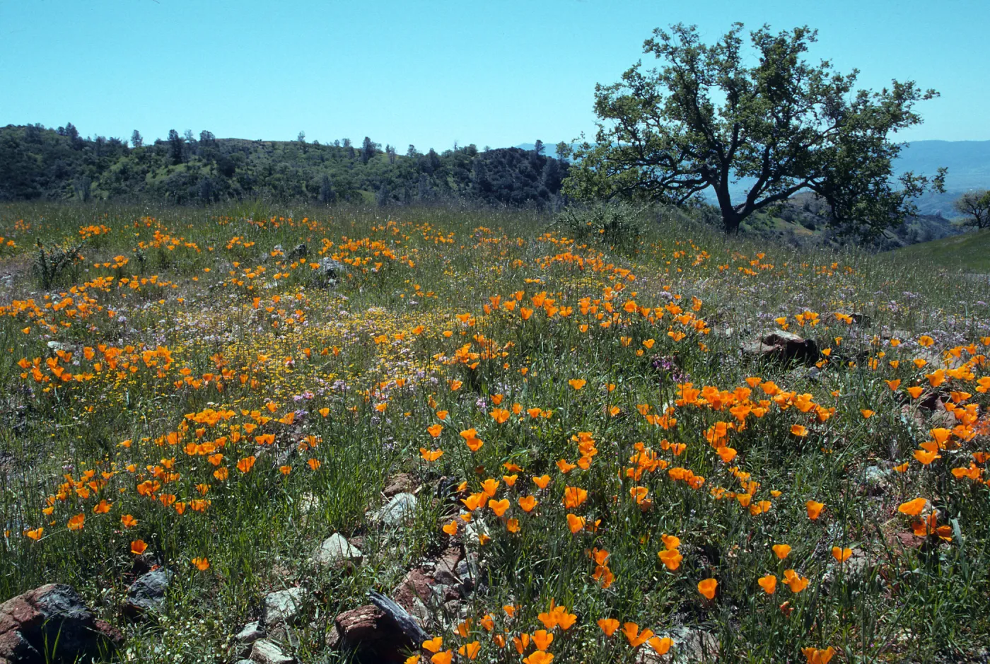 Figueroa Mountain