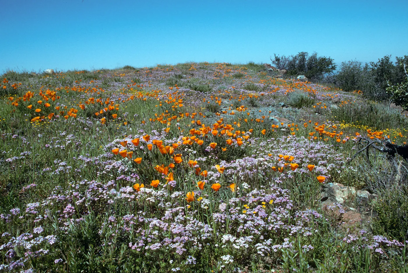 Figueroa Mountain