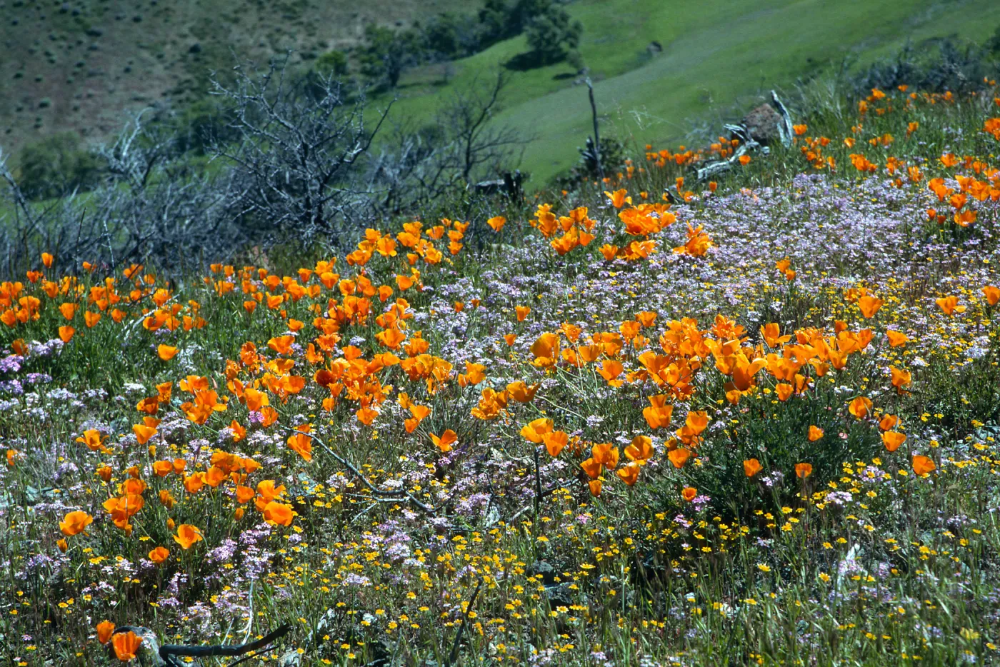 Figueroa Mountain