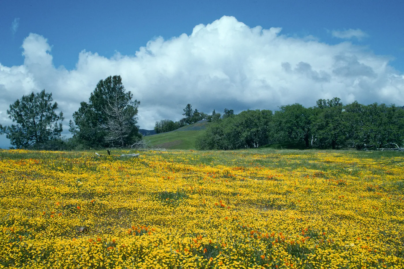 Figueroa Mountain