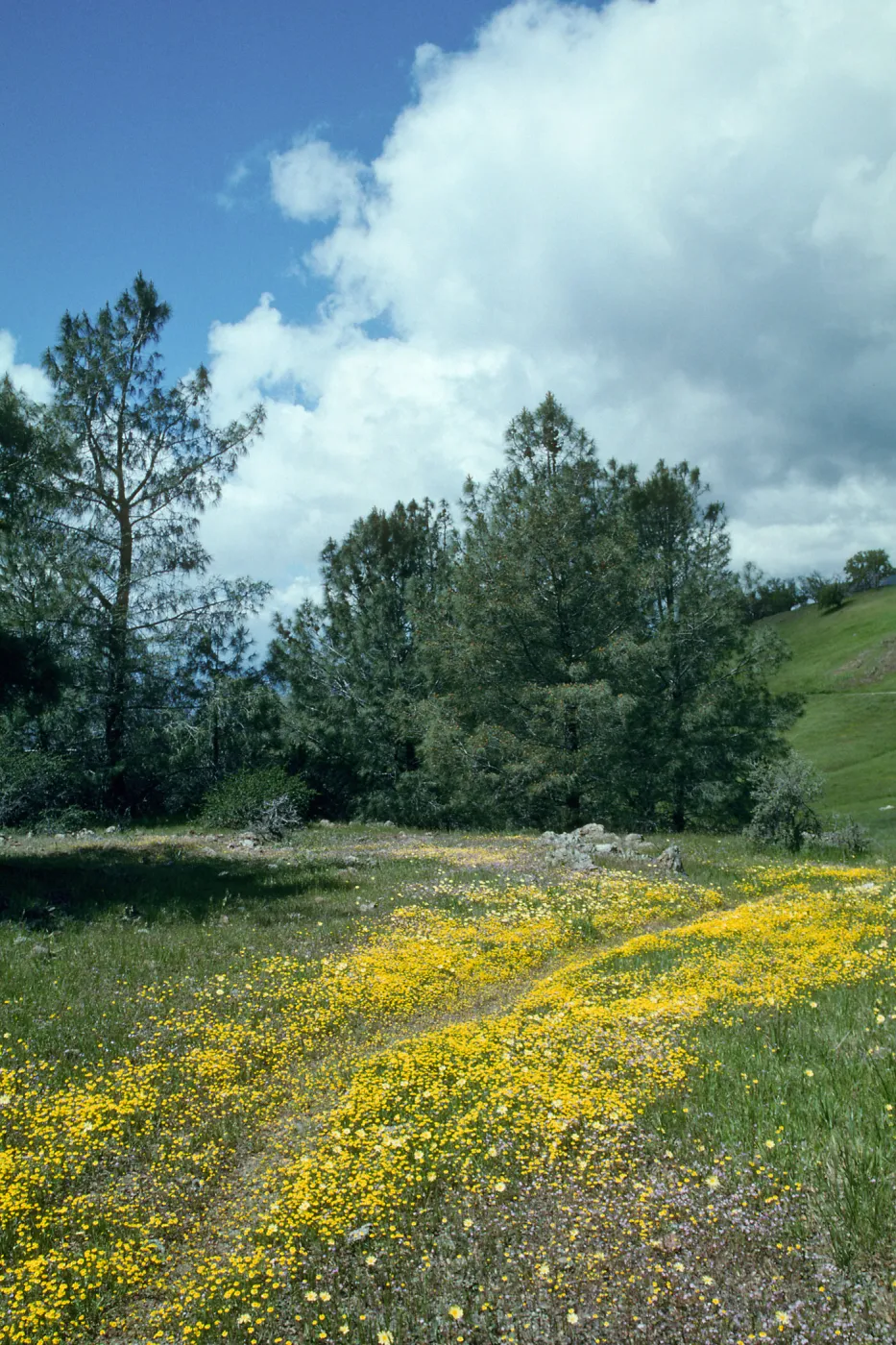 Figueroa Mountain