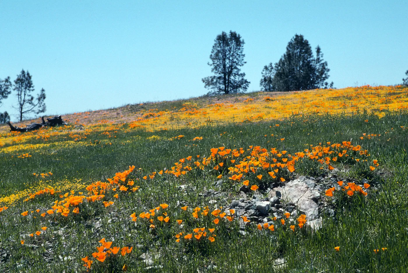 Figueroa Mountain