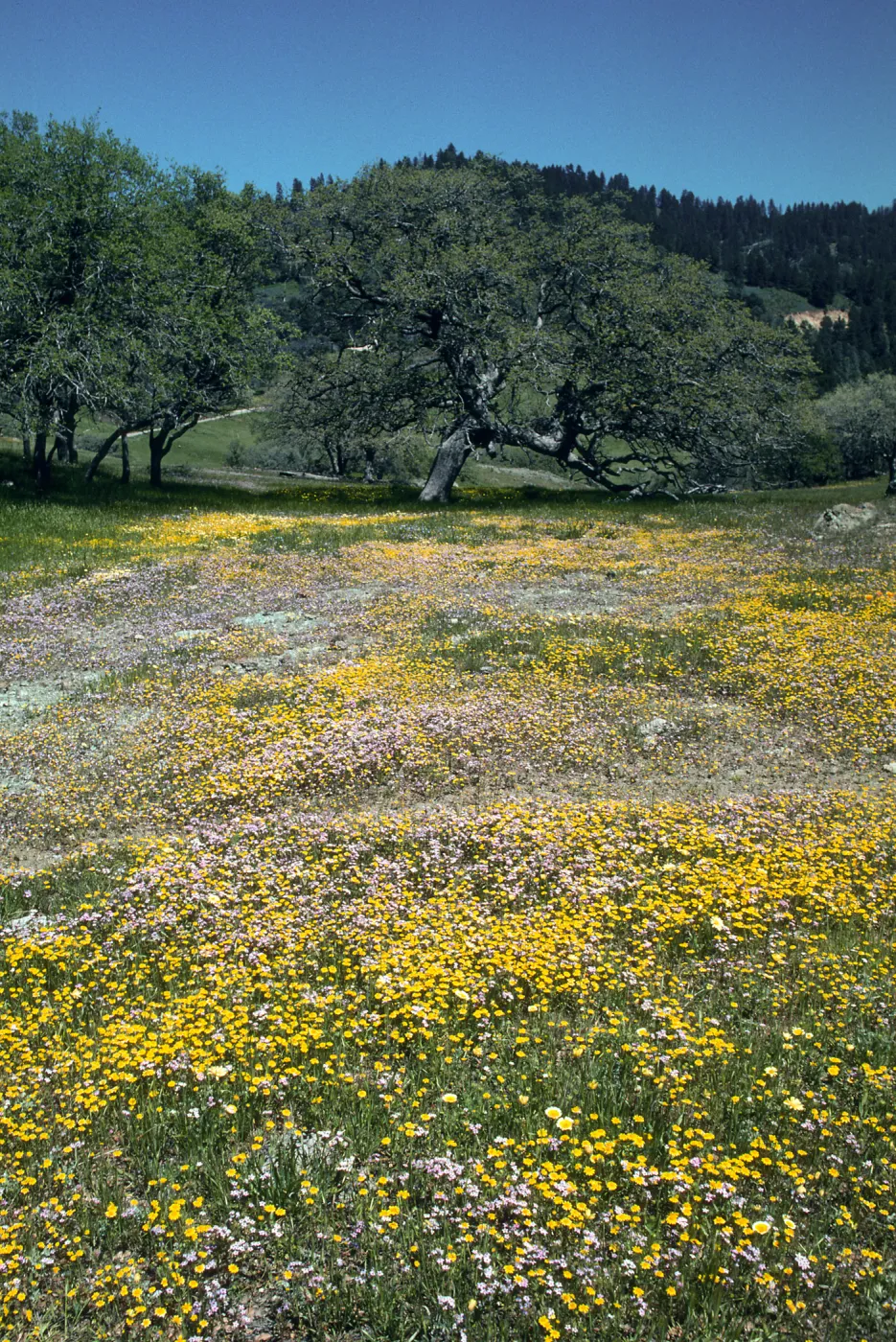 Figueroa Mountain