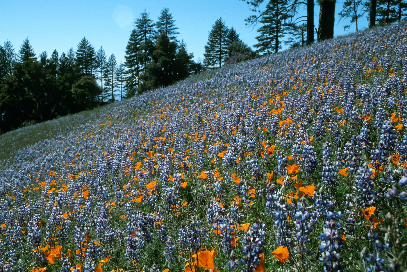 Figueroa Mountain