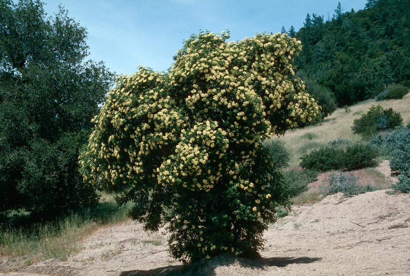 Elderberry (Elderberry), Figueroa Mountain