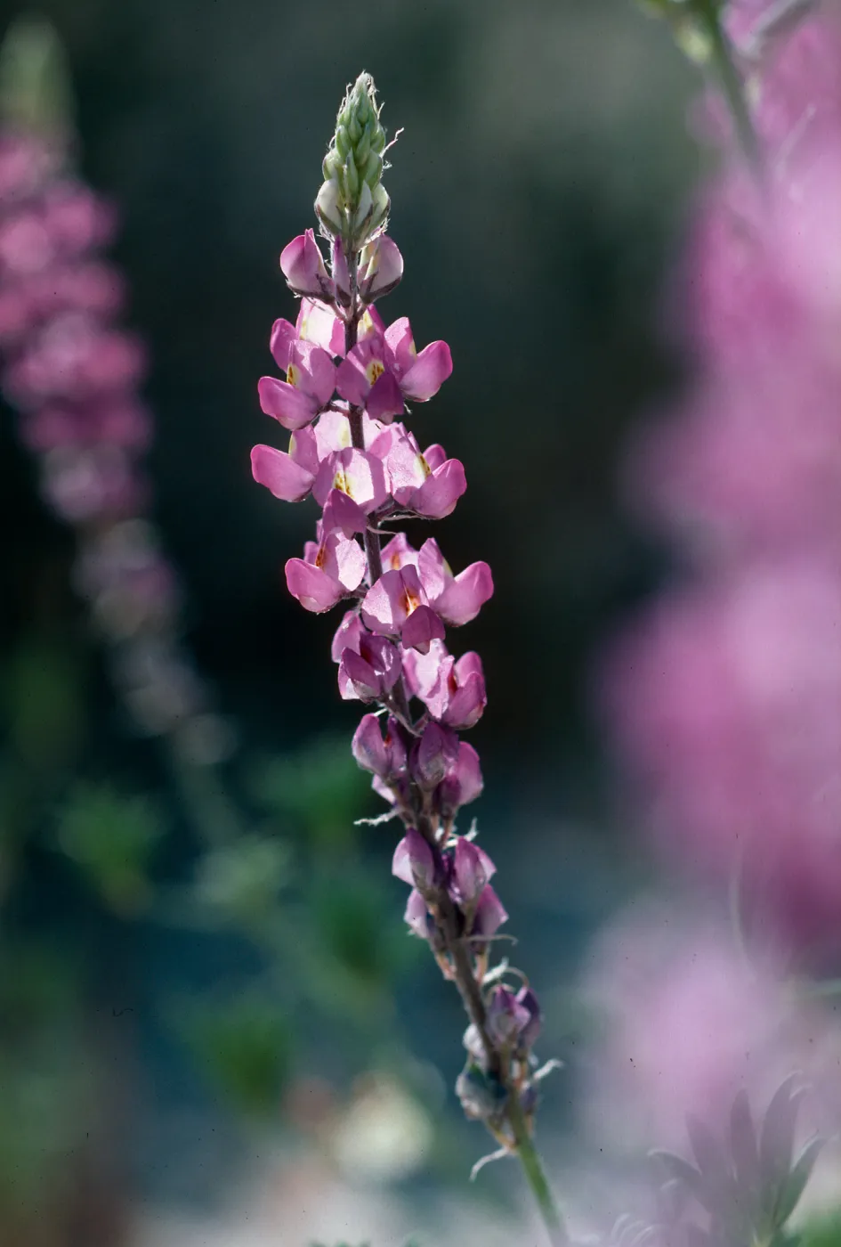 Anza-Borrego State Park