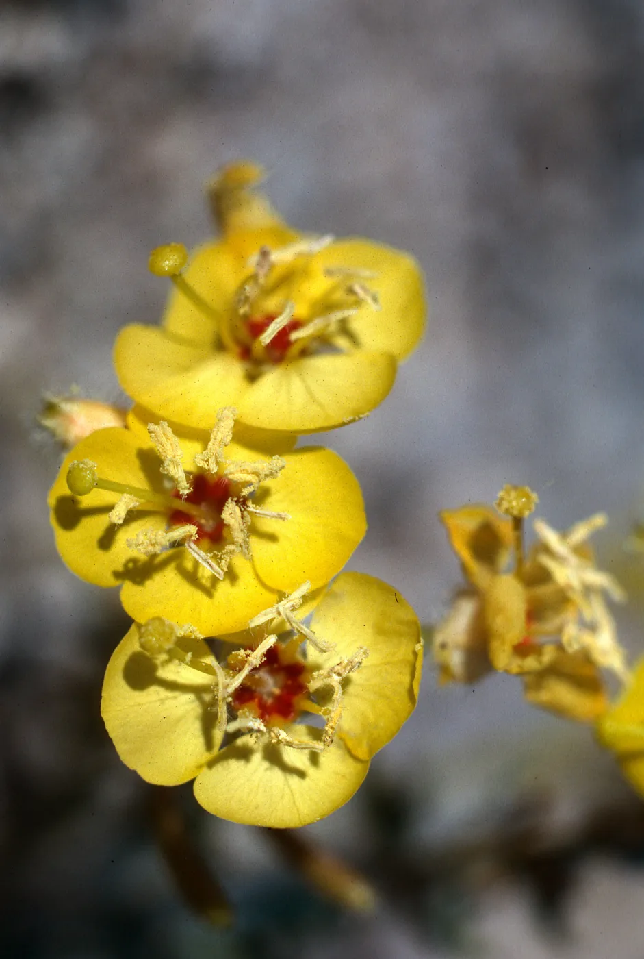 Anza-Borrego State Park