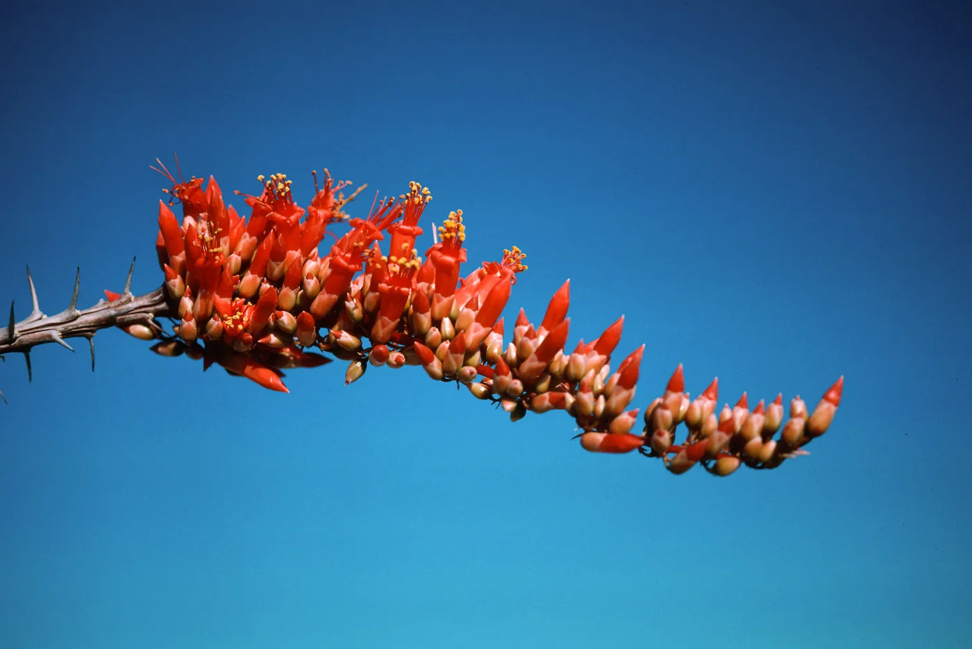 Anza-Borrego State Park