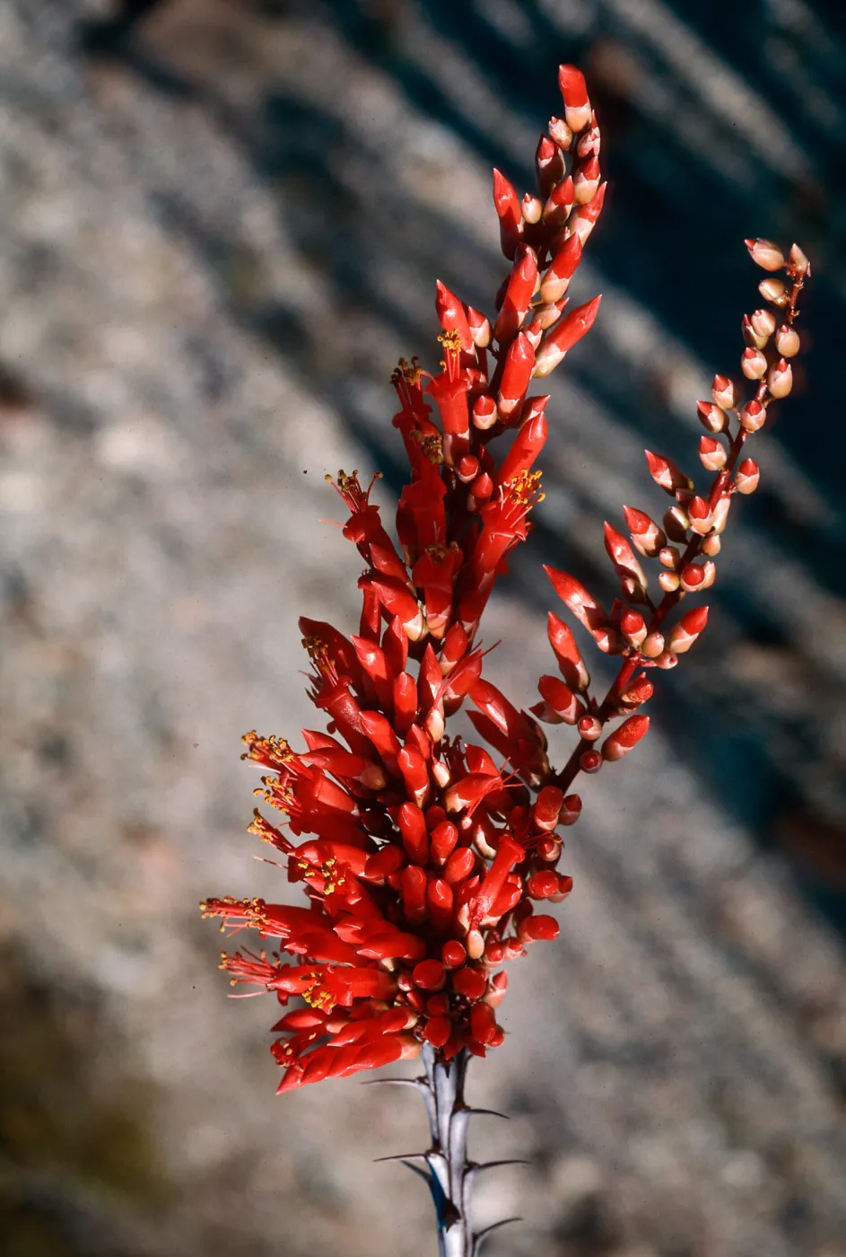 Anza-Borrego State Park