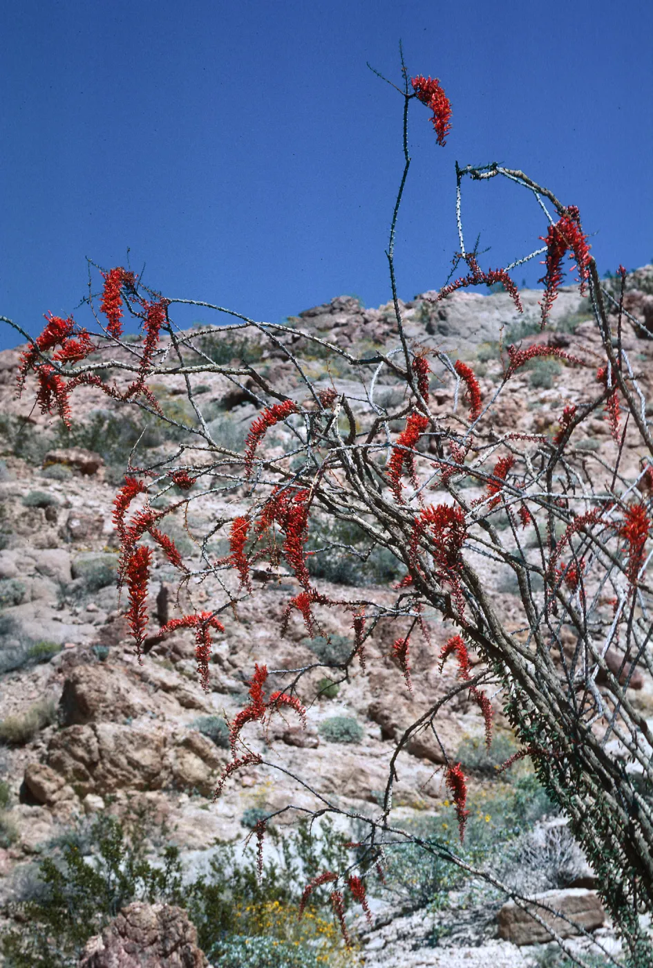 Anza-Borrego State Park