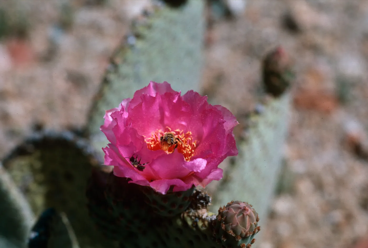 Anza-Borrego State Park (Prickly-pear)