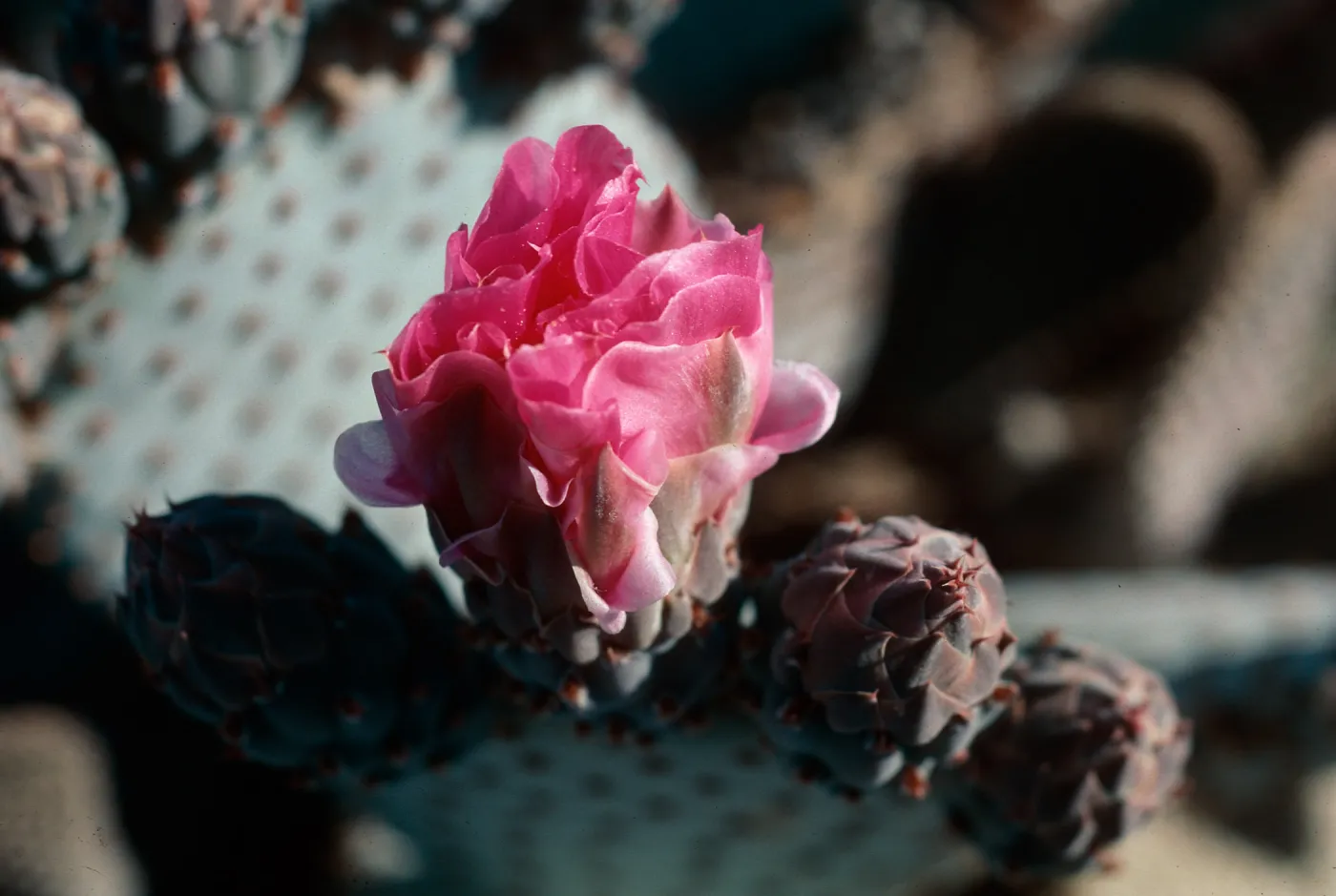 Anza-Borrego State Park (Prickly-pear)