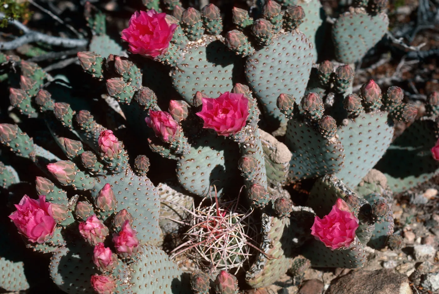 Anza-Borrego State Park (Prickly-pear)