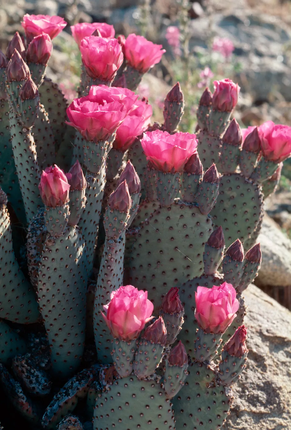 Anza Borrego (Prickly-pear)