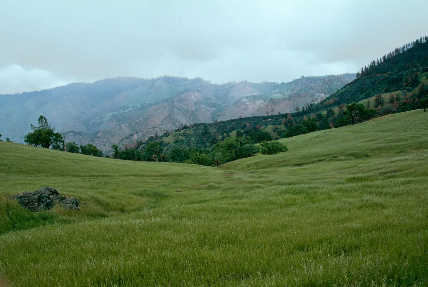 scenery, Figueroa Mountain area