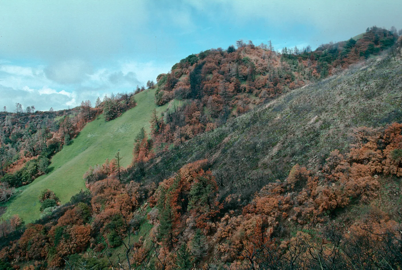 scenery, Marre burn, Figueroa Mountain area