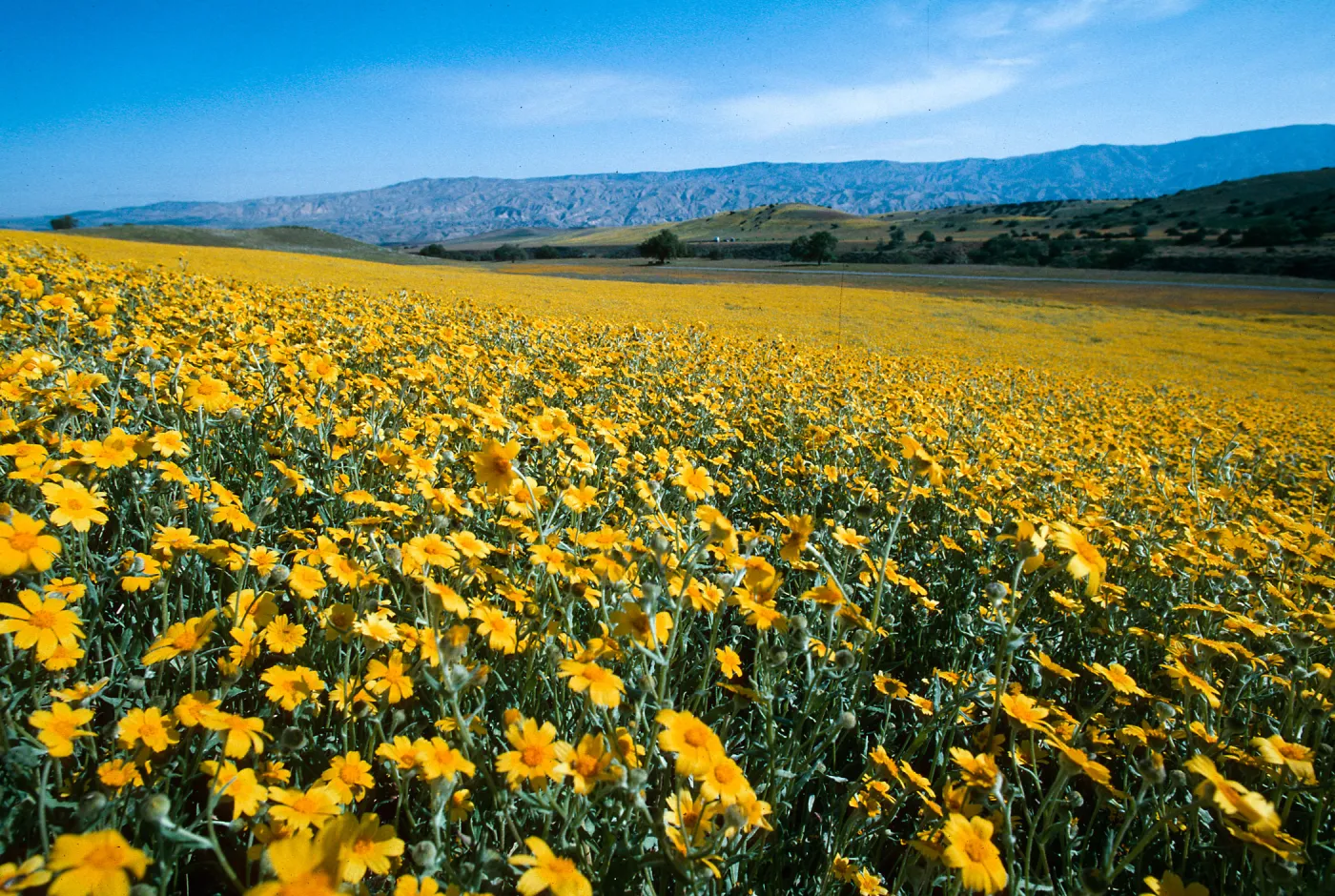 Monolopia, Hillside Daisy, Cottonwood
