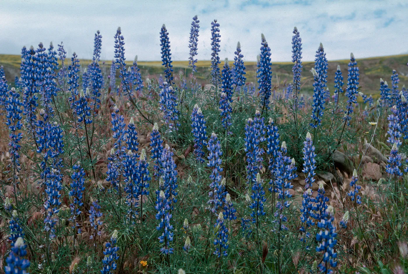 Lupinus benthamii, Spider Lupine, Cottonwood