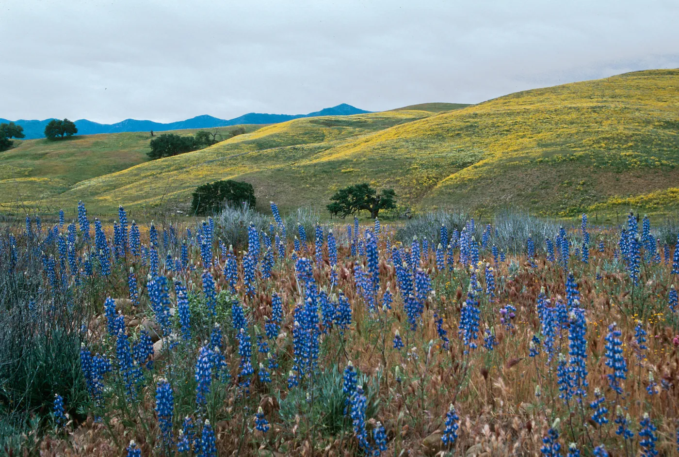 Lupinus benthamii, Spider Lupine, Cottonwood