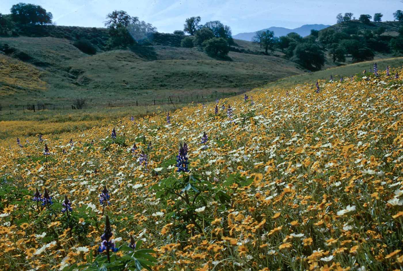 Cottonwood Canyon, Cuyama
