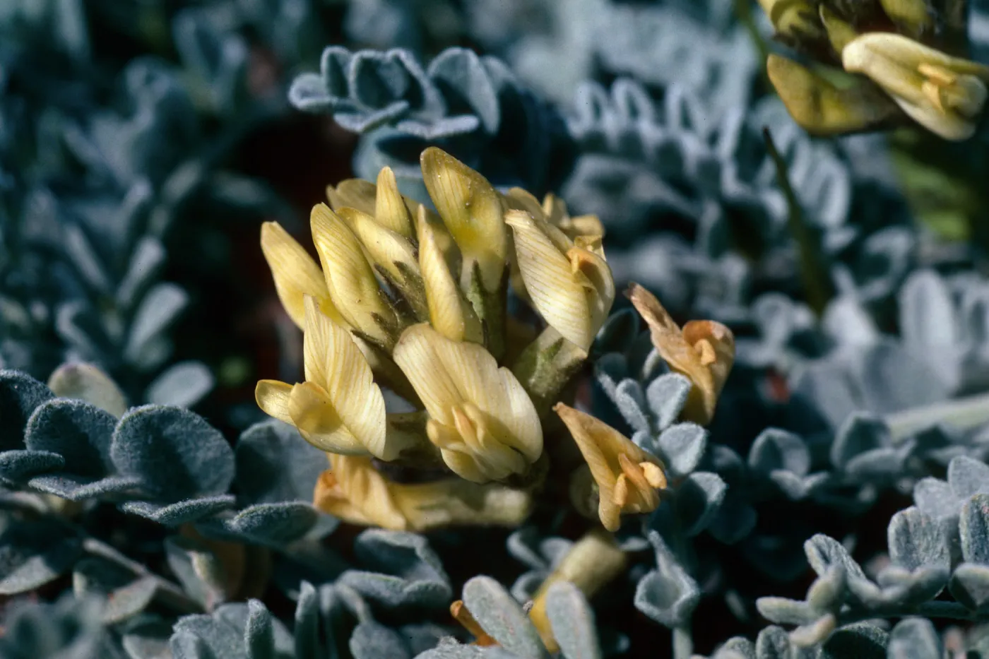 Astragalus traskiae, Trasks Locoweed, Santa Barbara Island