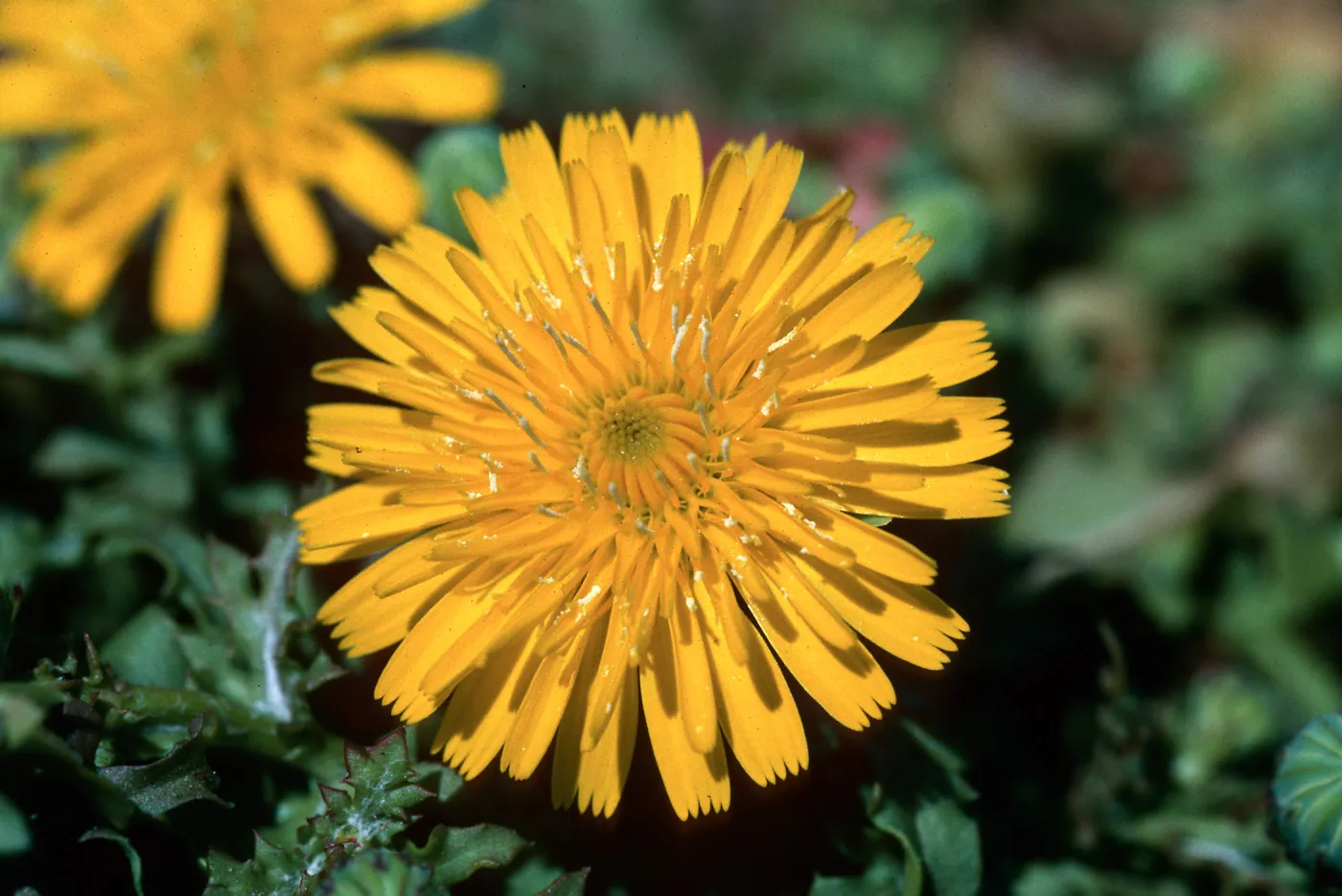 Malacothrix foliosa ssp. philbrickii, Chicory, Santa Barbara Island