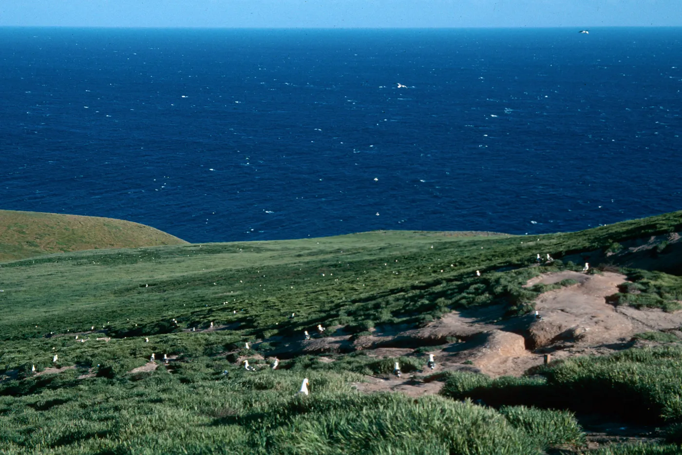 Santa Barbara Island