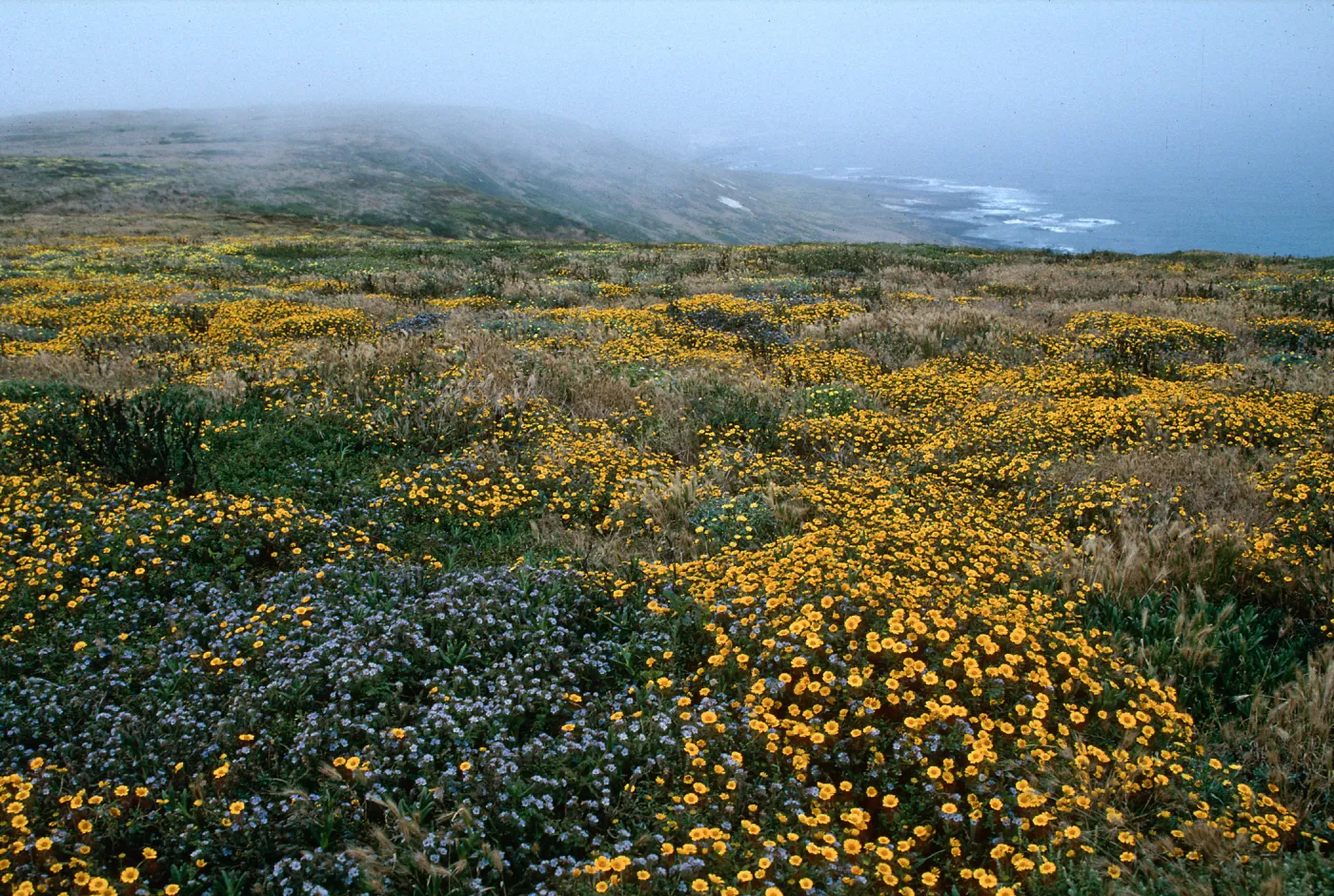 Layia platyglossa v campestris, Oil Point, San Miguel Island