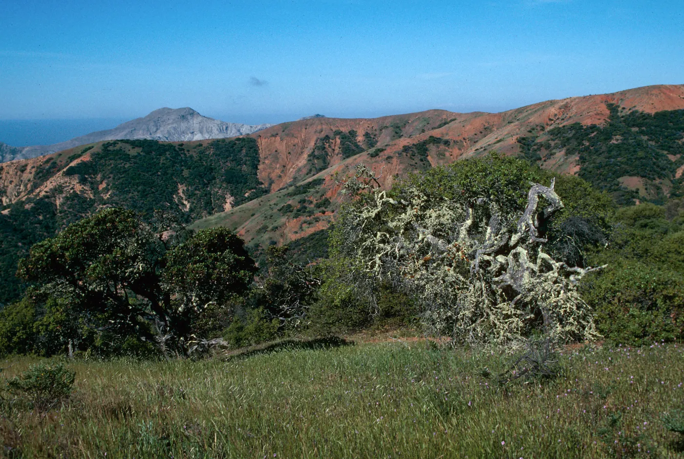 Lichen-covered Tree, South Ridge Road, Santa Cruz Island