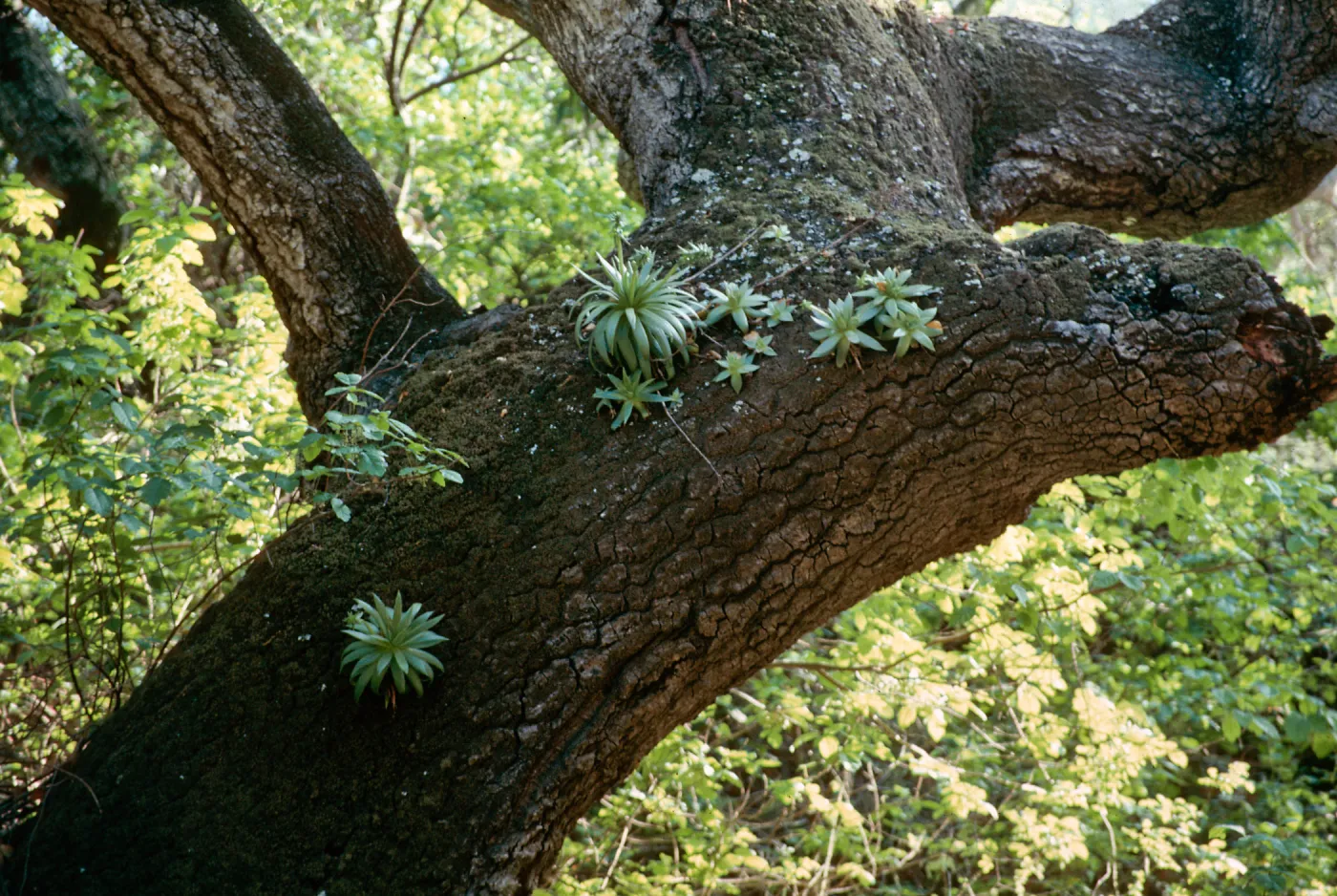 Dudleyas (liveforevers) on oak trunk, Santa Cruz Island