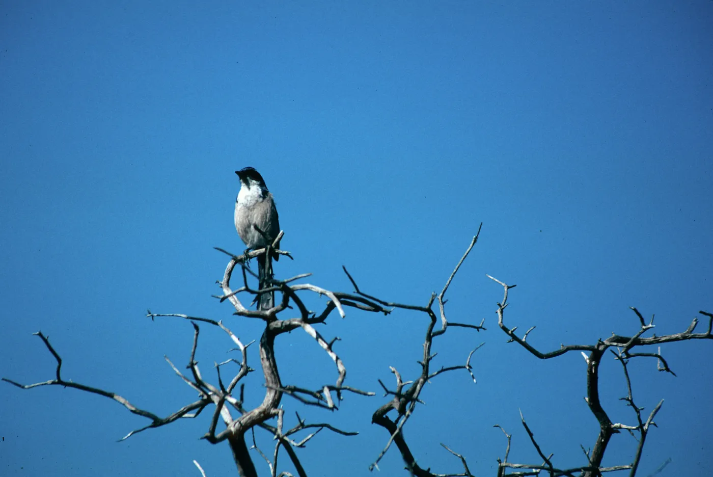 Lagunitas Secas Road, Santa Cruz Island