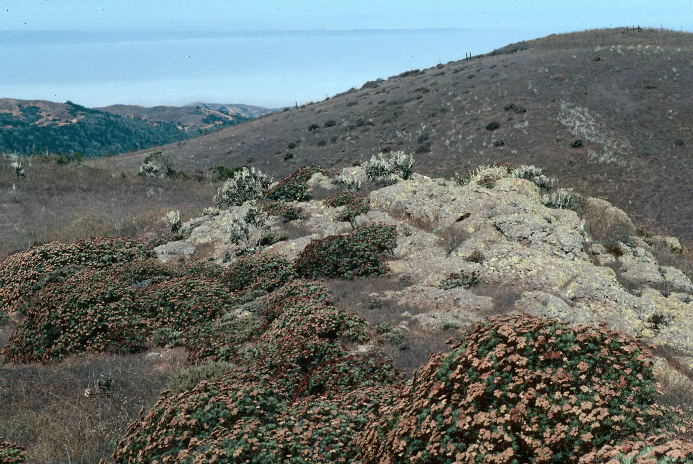 Eriogonum arborescens, Buckwheat, Santa Cruz Island