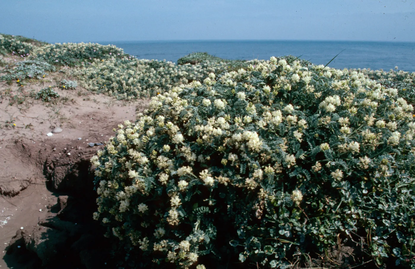 Astragalus miguelensis, Island Locoweed, Santa Rosa Island