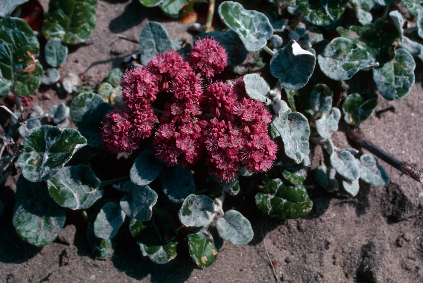 Eriogonum grande v rubescens, Red Buckwheat, Santa Rosa Island