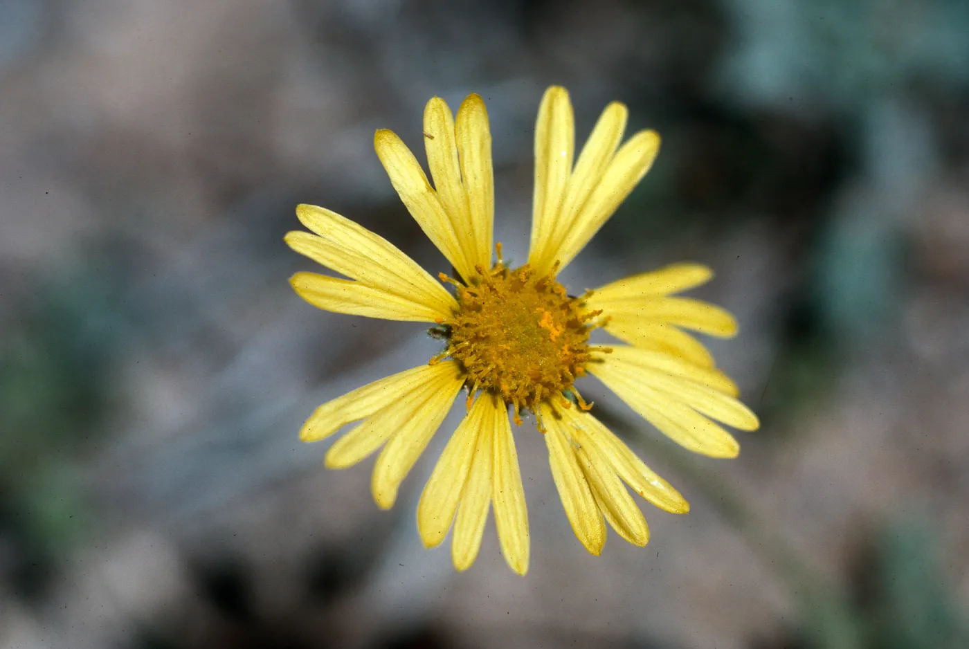 Organ Pipe National Monument