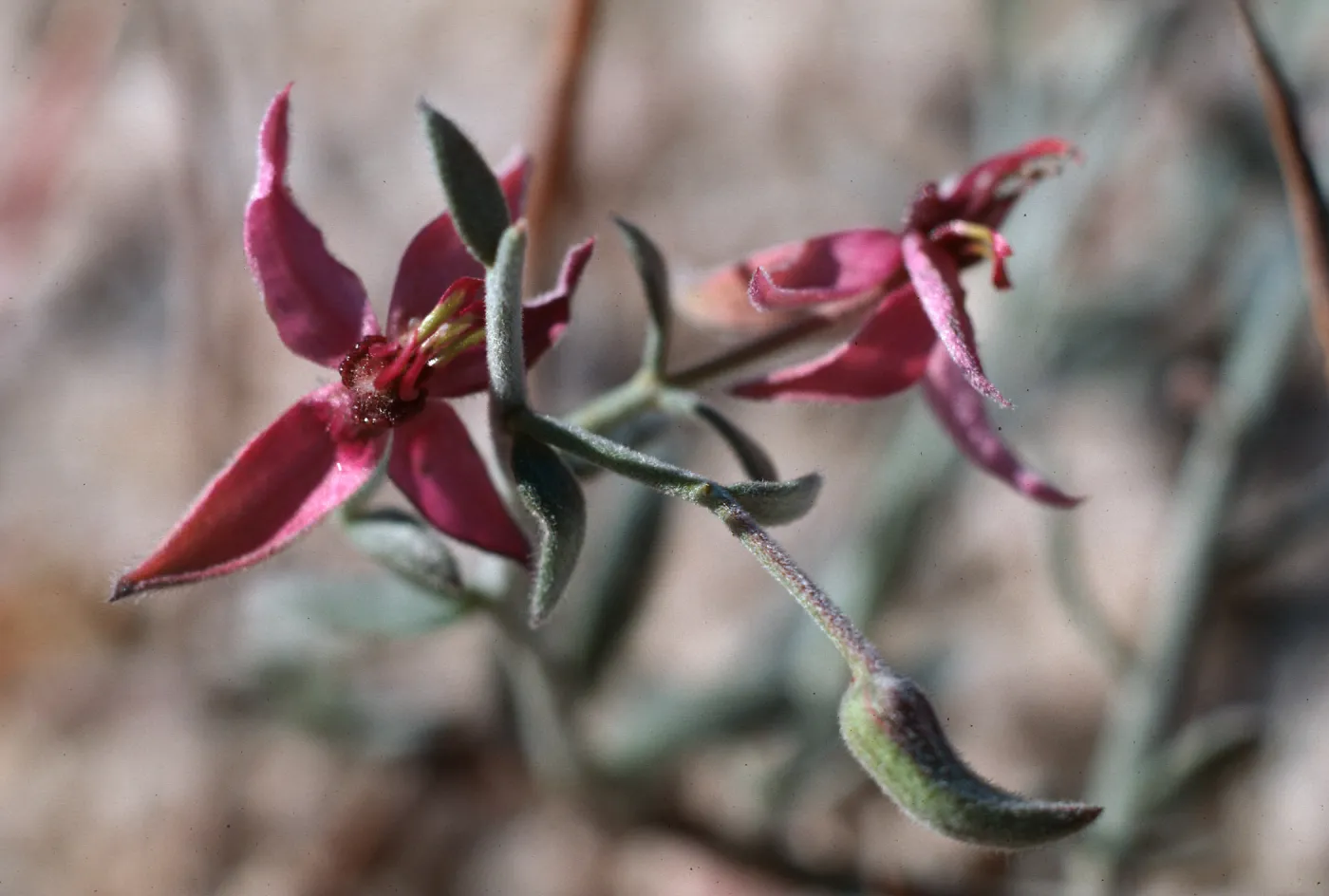 Ocotillo, California, S2 County Road