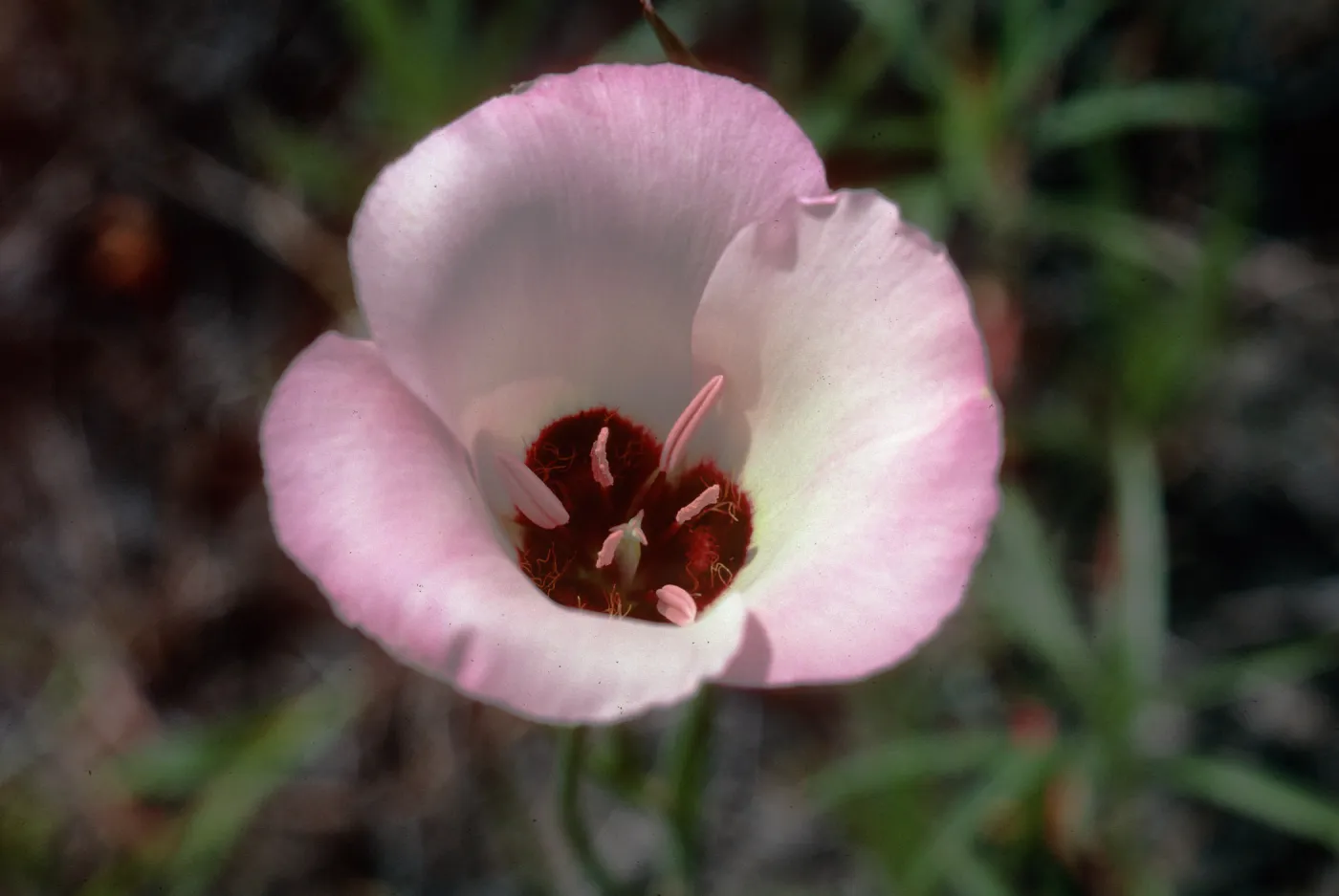 Calochortus catalinae