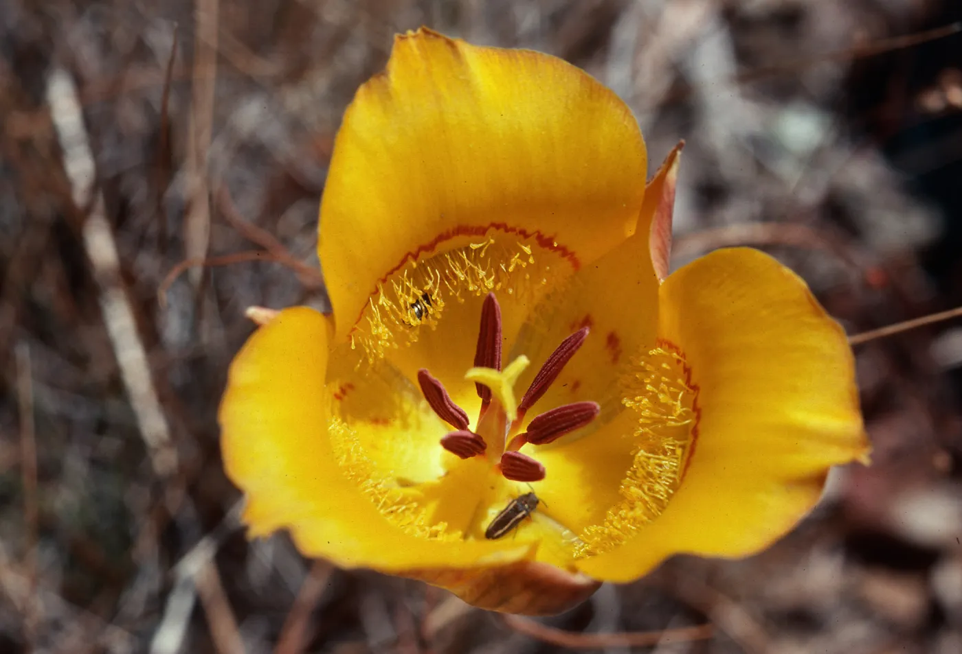 Cuesta Ridge, Calochortus