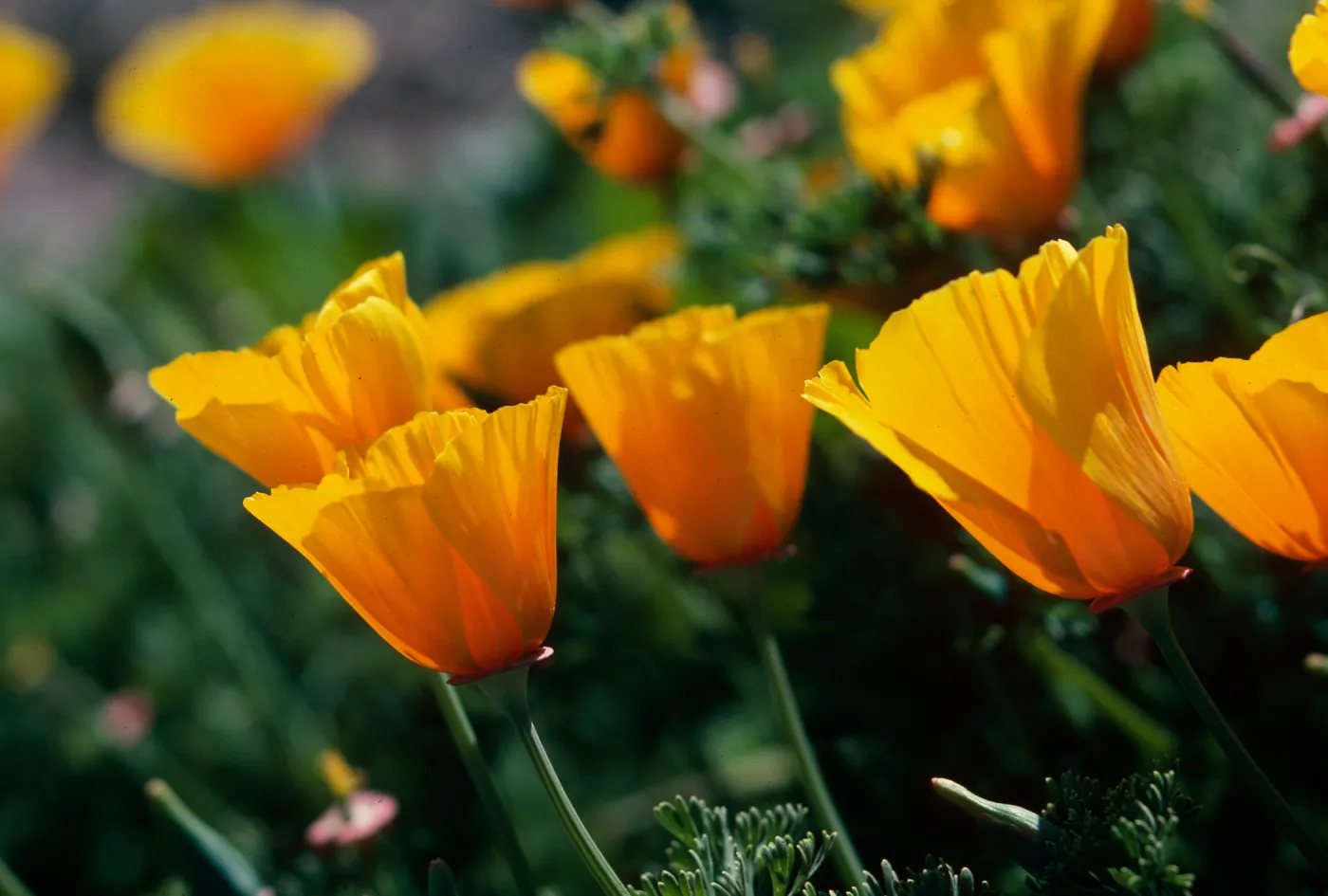 MontaÃ±a de Oro, (California Poppy)
